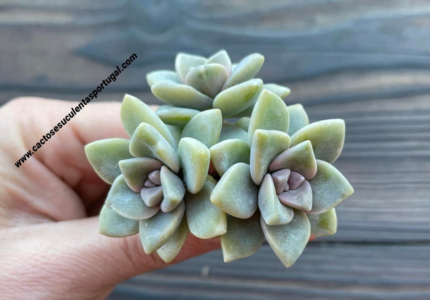 Graptoveria titubans