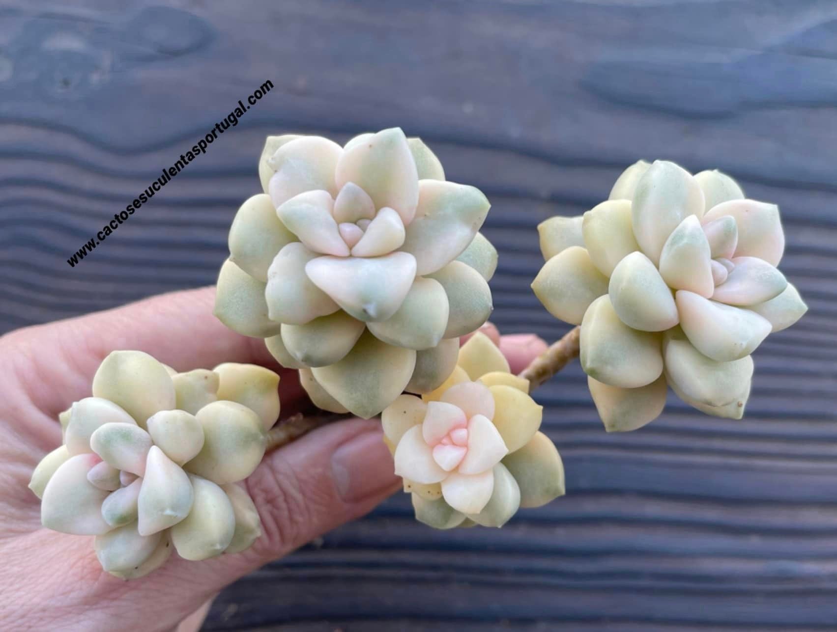 Graptoveria titubans form. variegata