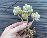 Graptoveria titubans form. variegata