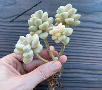 Graptoveria titubans form. variegata