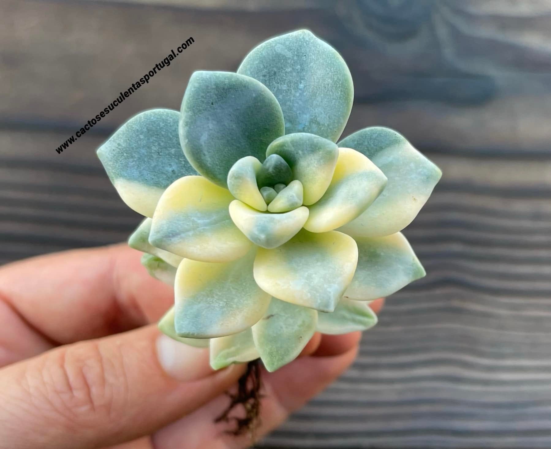 Graptoveria titubans variegated -  in half color