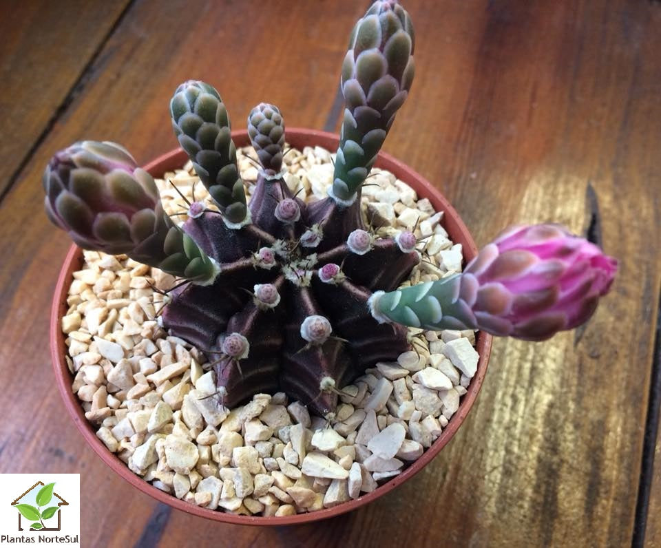 Gymnocalycium Mihanovichii Friedrichii