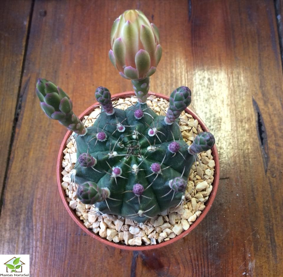 Gymnocalycium baldianum