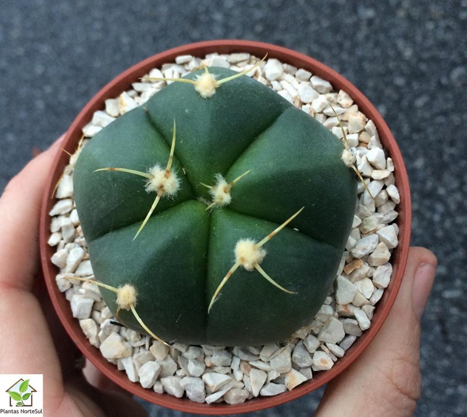Gymnocalycium horstii