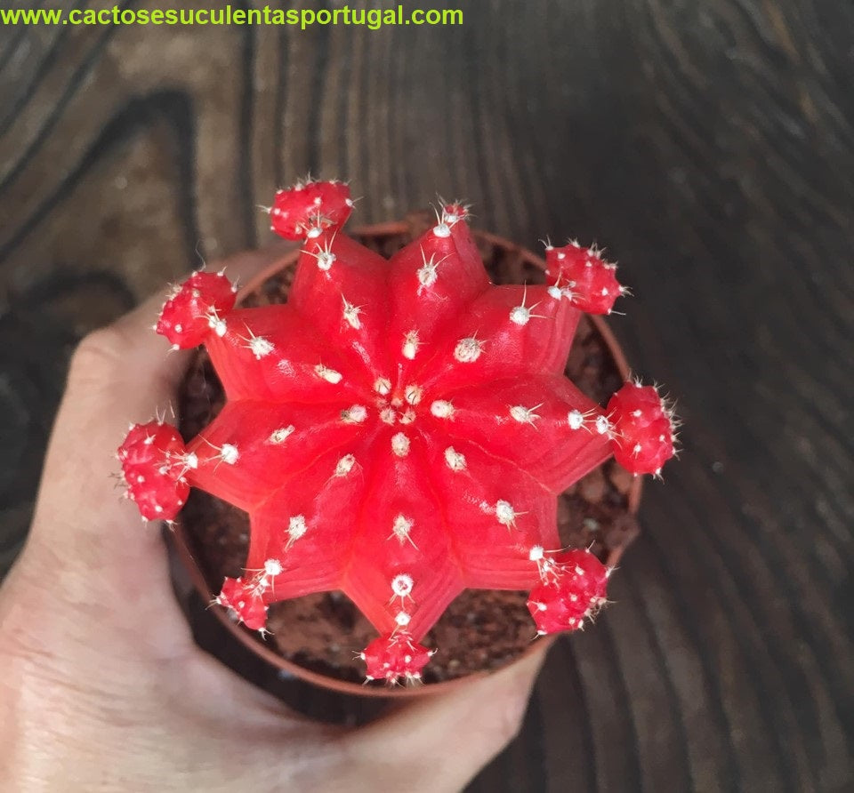 Gymnocalycium mihanovichii, enxertado  red