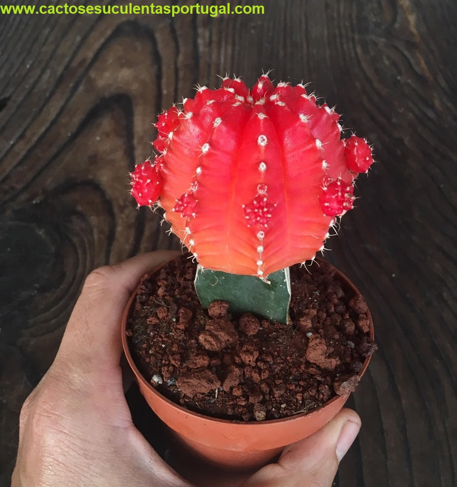 Gymnocalycium mihanovichii, red enxertado
