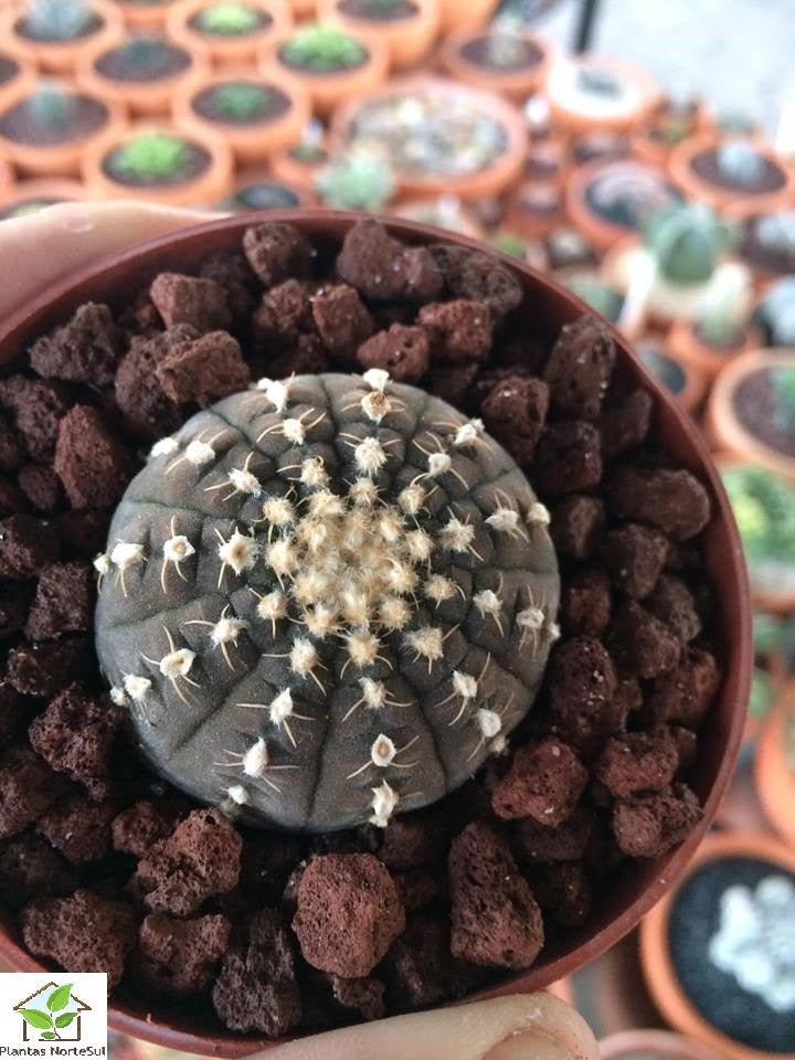 Gymnocalycium pseudoragonesii