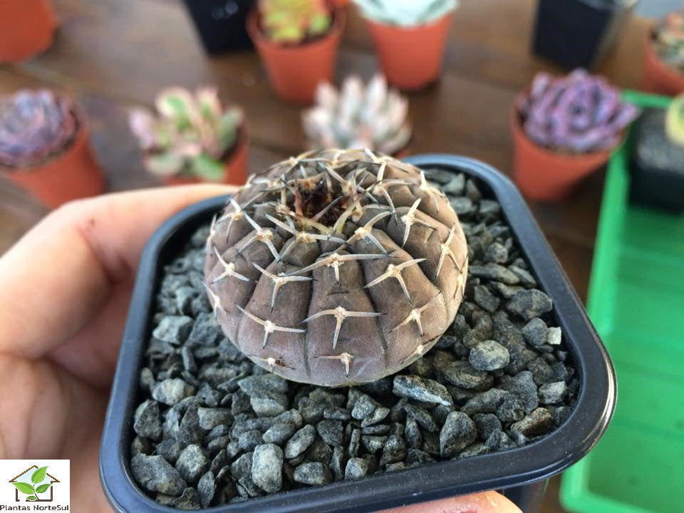 Gymnocalycium triacanthum