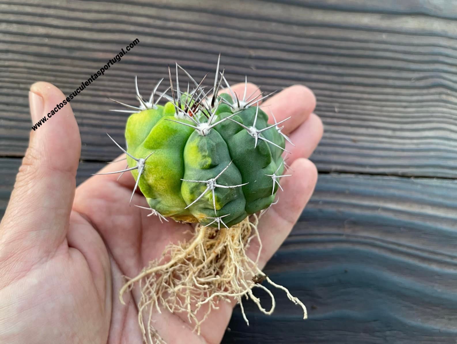 Gymnocalycium carolinense form. variagated 