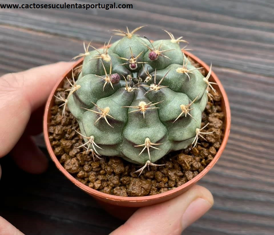 Gymnocalycium damsii