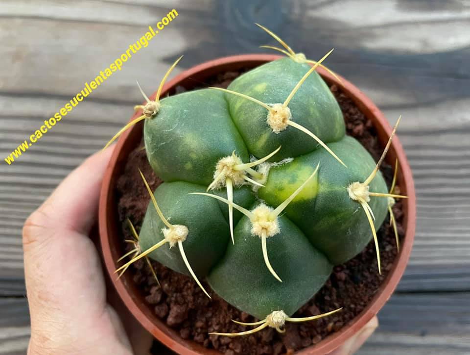 Gymnocalycium horstii form. variegata