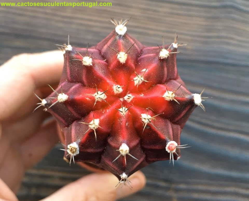 Gymnocalycium mihanovichii, enxertado
