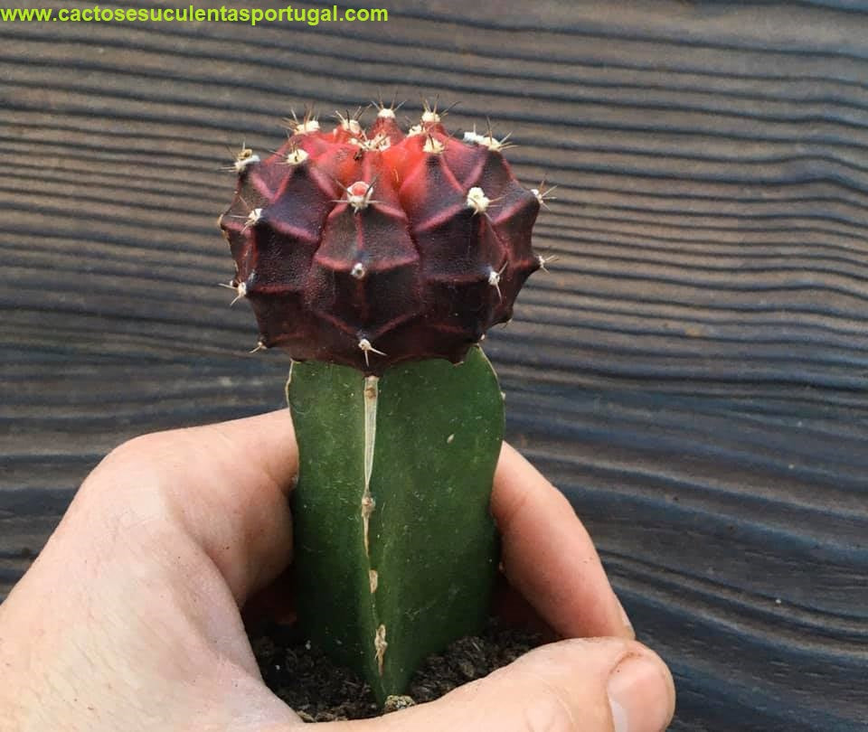 Gymnocalycium mihanovichii