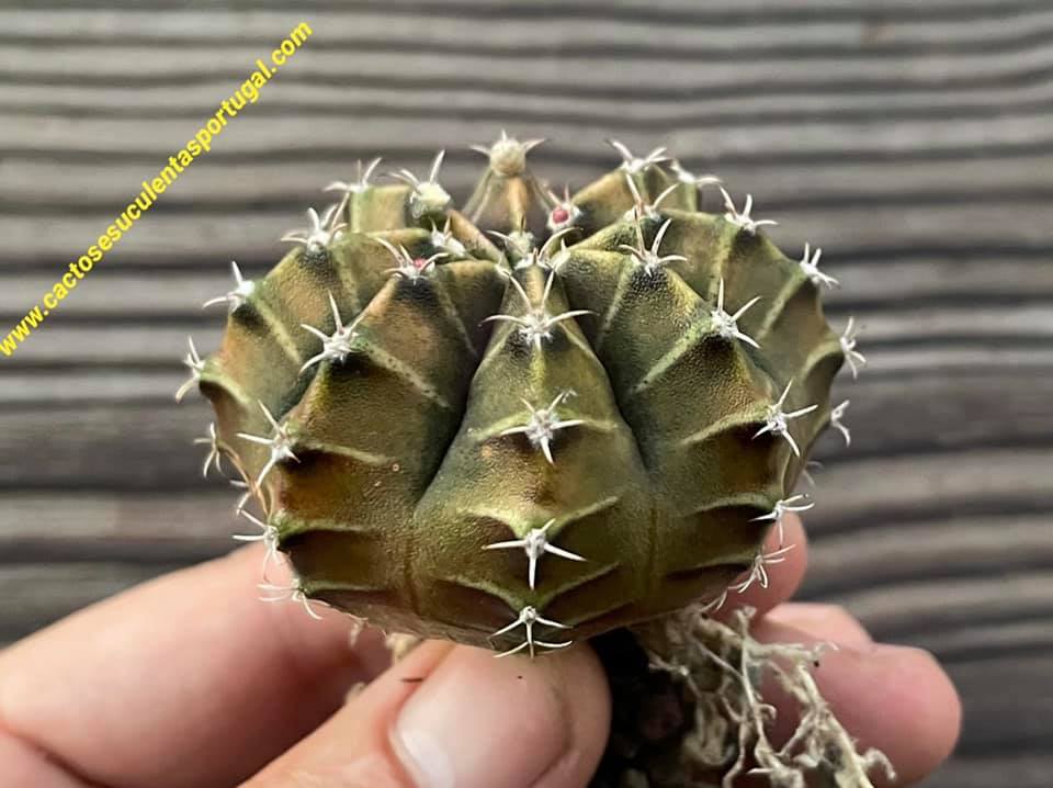 Gymnocalycium mihanovichii lb2178 'agua dulce'
