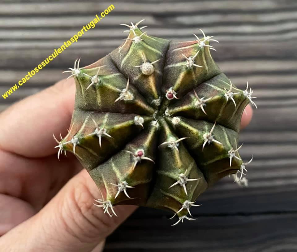 Gymnocalycium mihanovichii lb2178 'agua dulce'