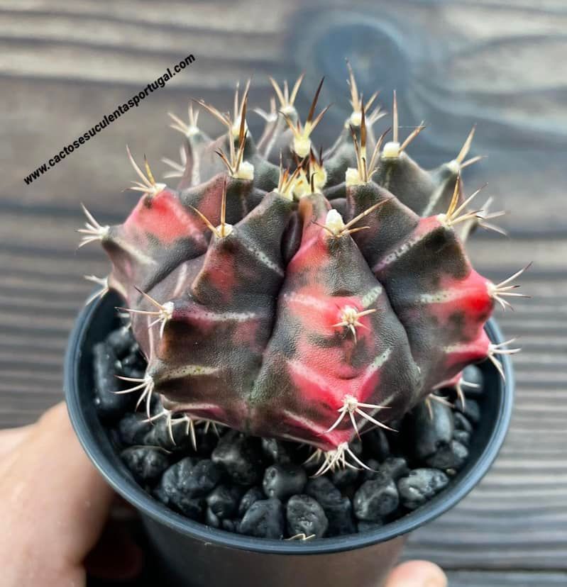 Gymnocalycium mihanovichii var. friedrichii varigated, vaso 8cm