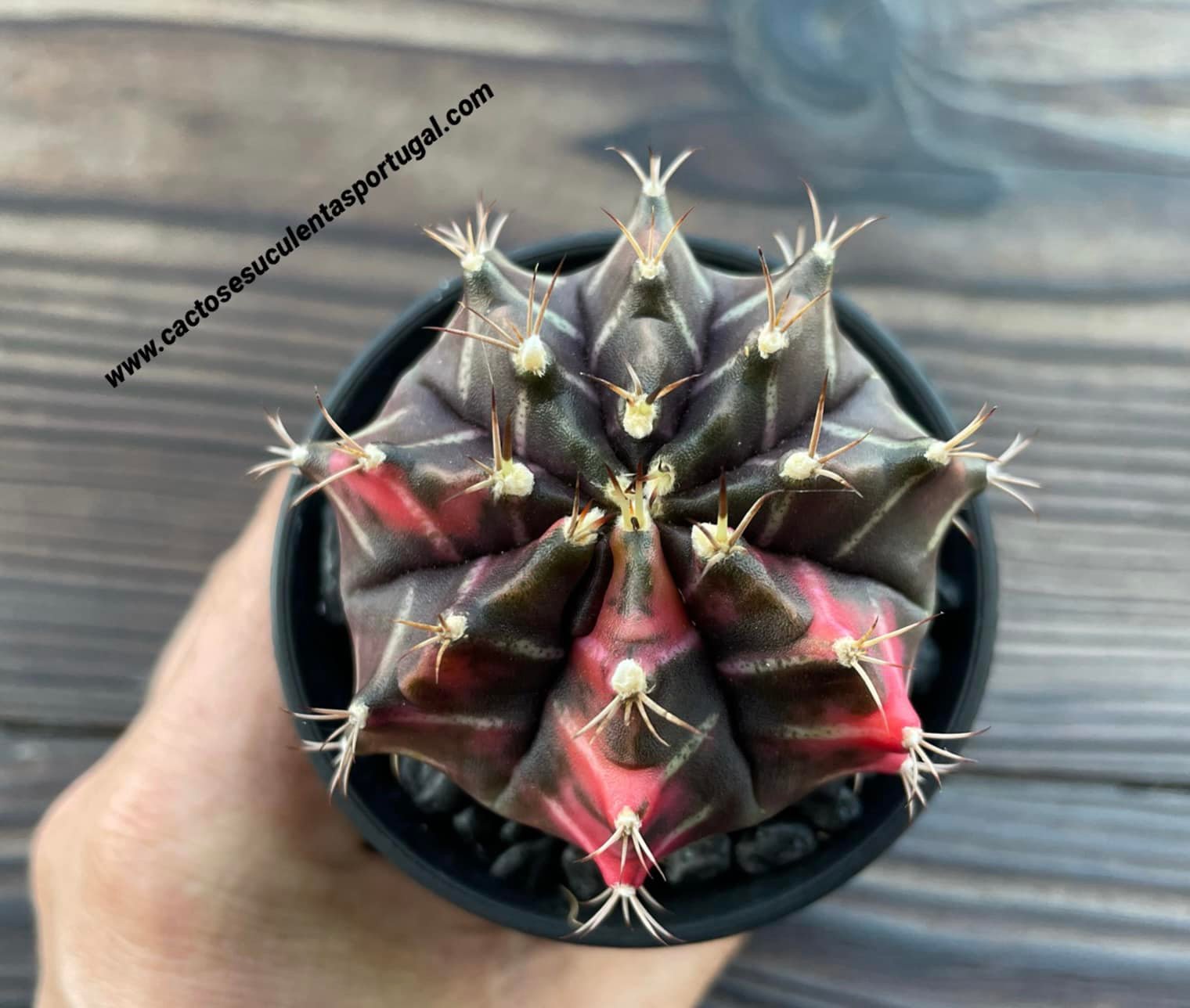Gymnocalycium mihanovichii var. friedrichii varigated, vaso 8cm