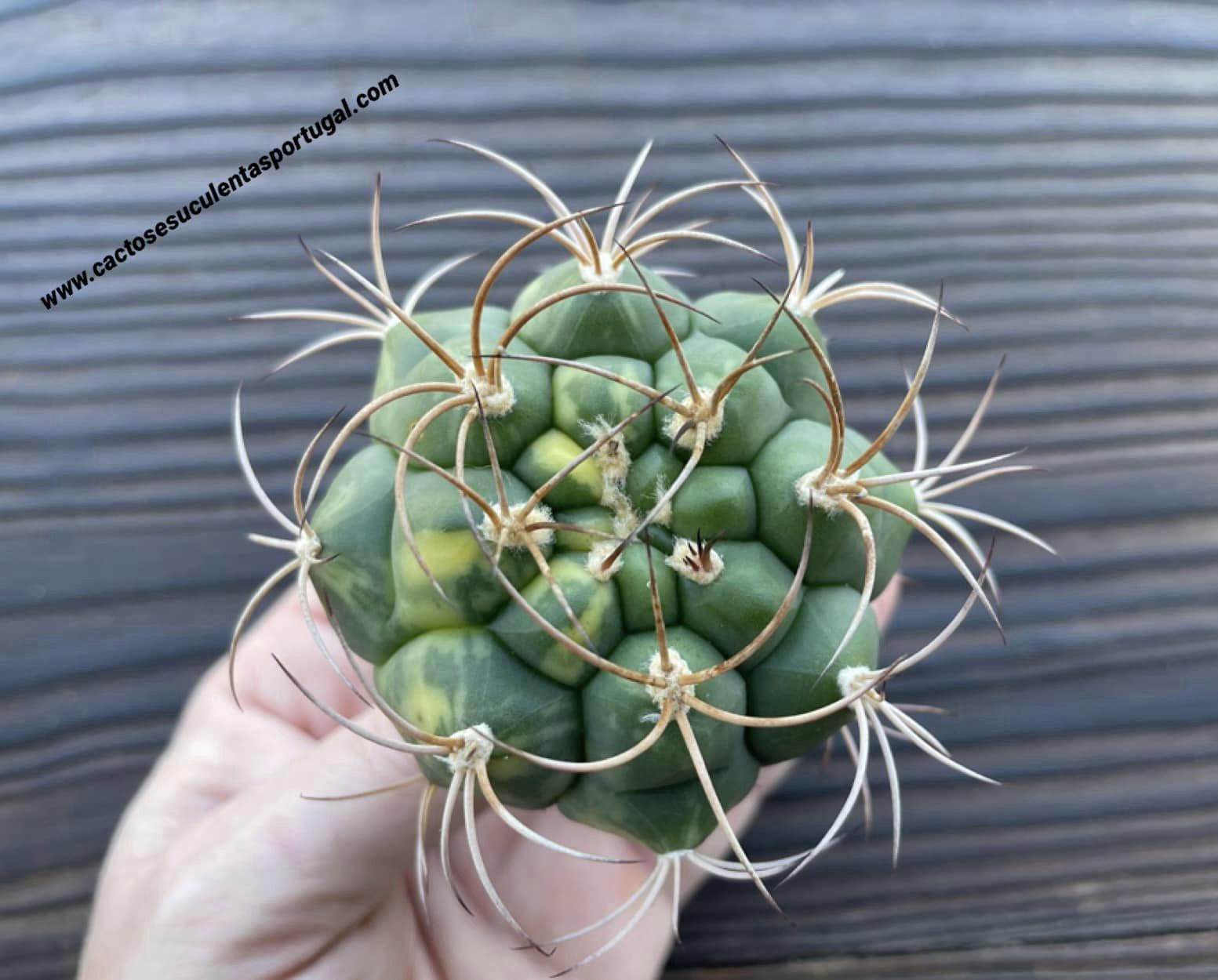 Gymnocalycium saglioni form. variegated 