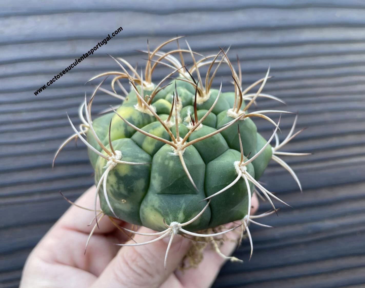 Gymnocalycium saglioni form. variegated 