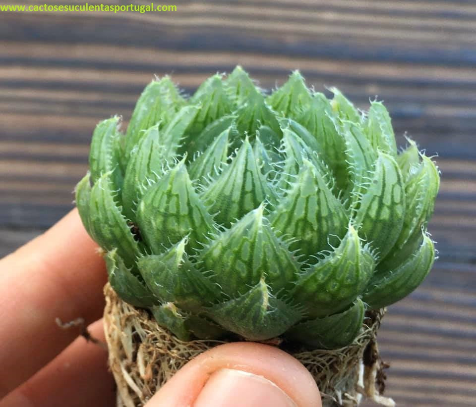 Haworthia cooperi var.picturata, "Cherry Crystal"