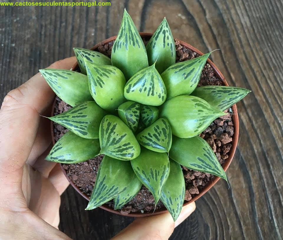 Haworthia Cuspidata hibrida. "Fat albert"