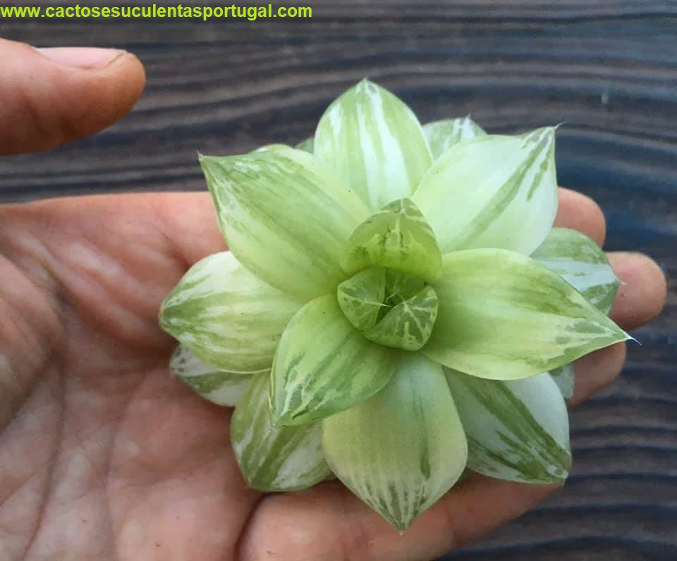 Haworthia Cymbiformis Variegata