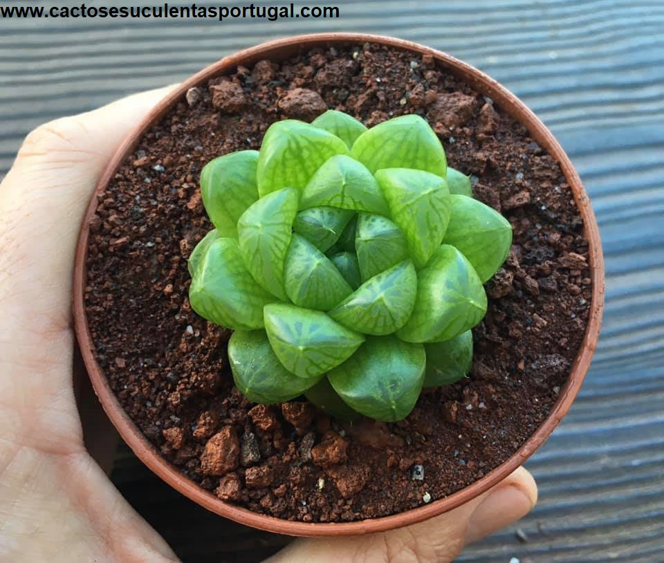 Haworthia Cymbiformis var. Obtusa