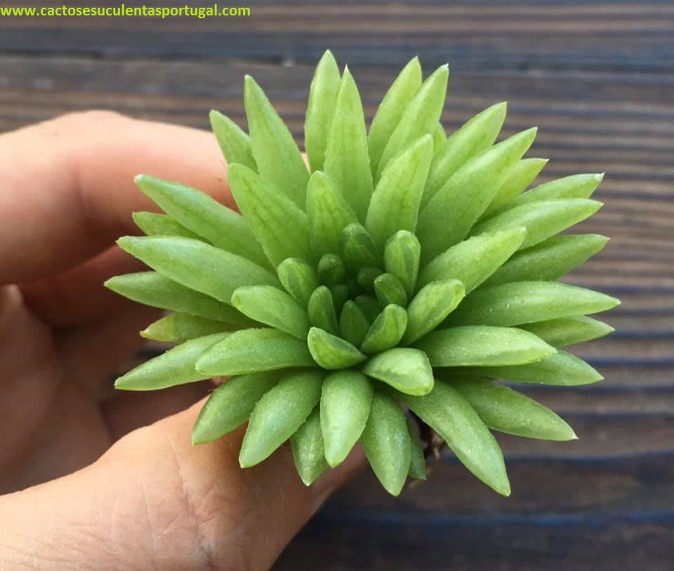 Haworthia Kikuhigasa