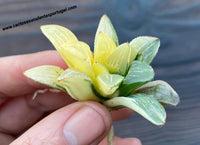 Haworthia Parva form. variegata