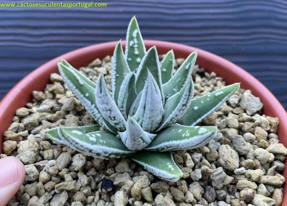 Haworthia Tulista cv. emperor