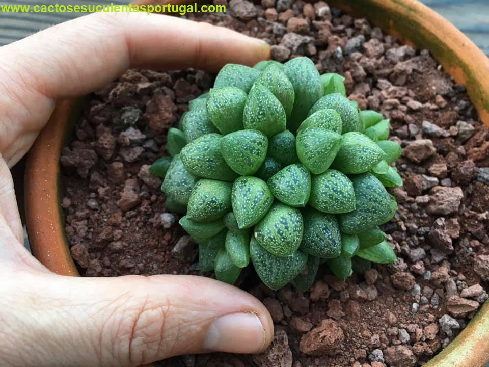 Haworthia Turgida var. Suberecta 
