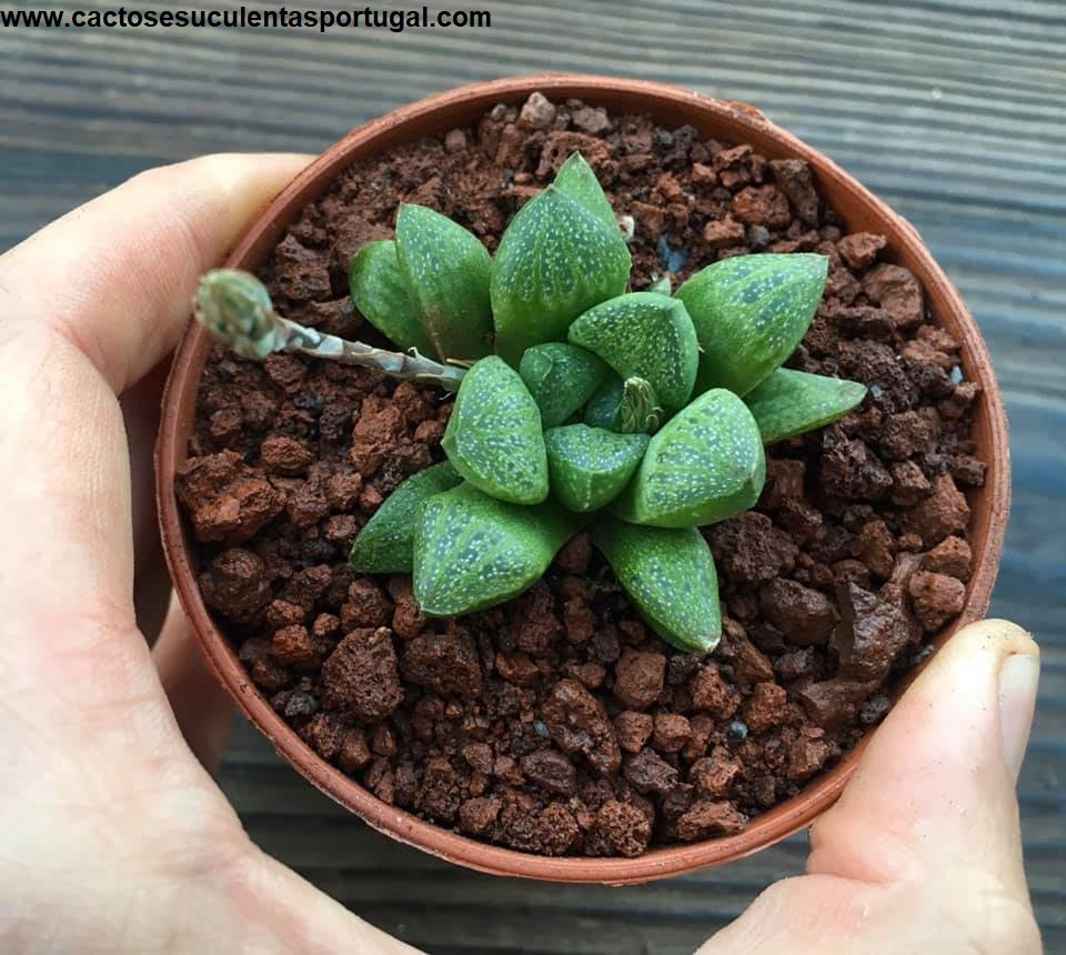 Haworthia Turgida var. Suberecta 
