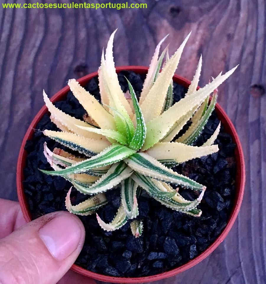Haworthia Fasciata Variegata