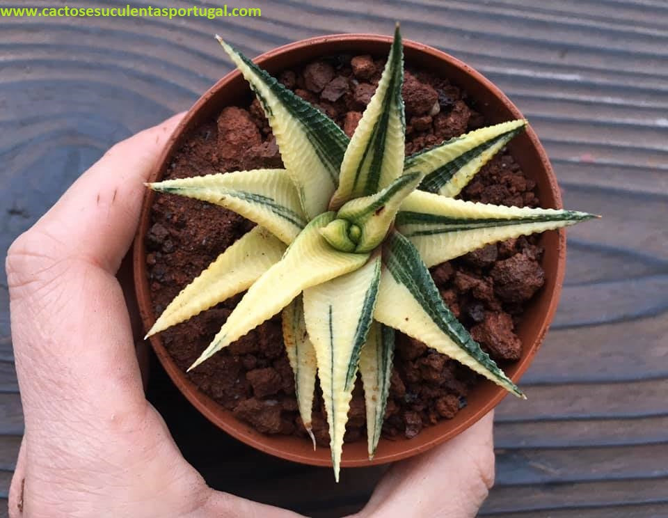 Haworthia Limifolia F. Variegata