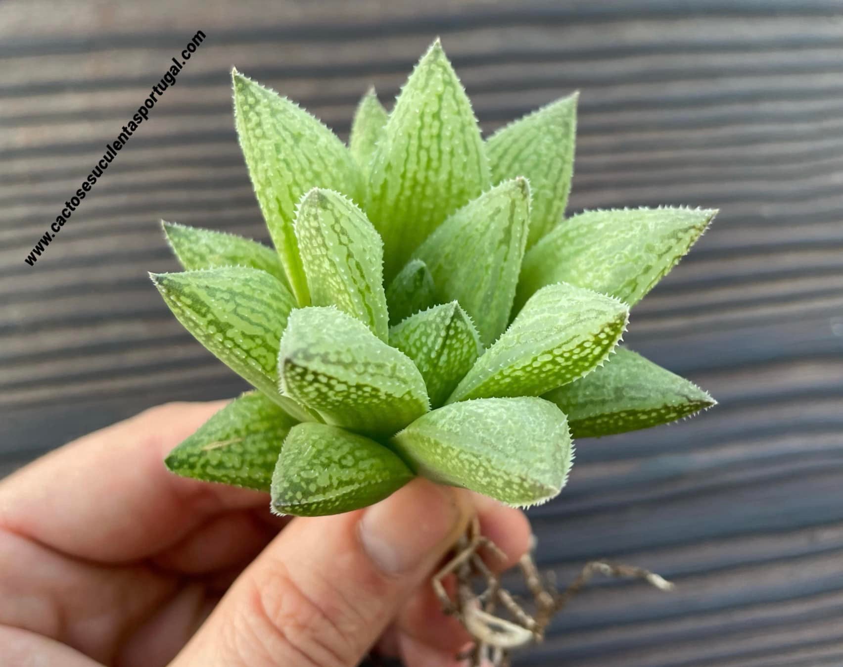 Haworthia 'Sugar Plum' ex. J. Barthely
