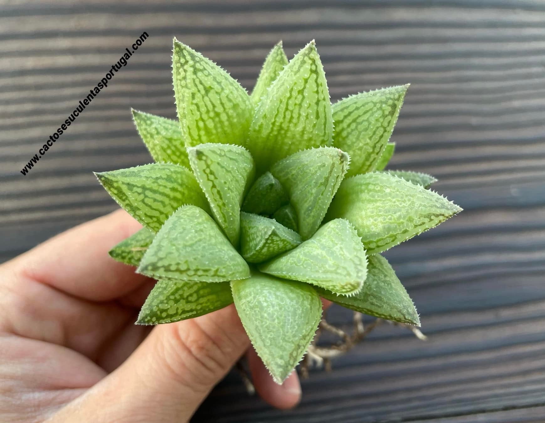 Haworthia 'Sugar Plum' ex. J. Barthely