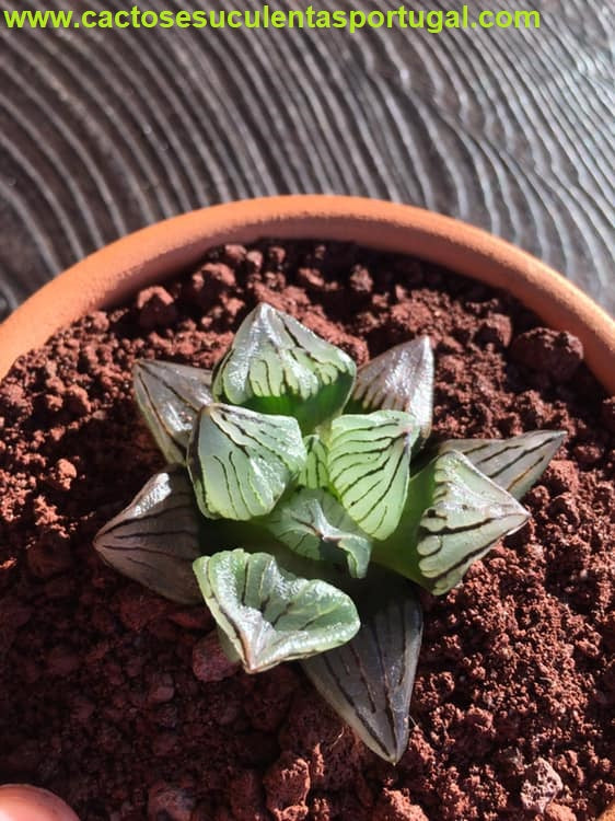 Haworthia Atrofusca Mutant