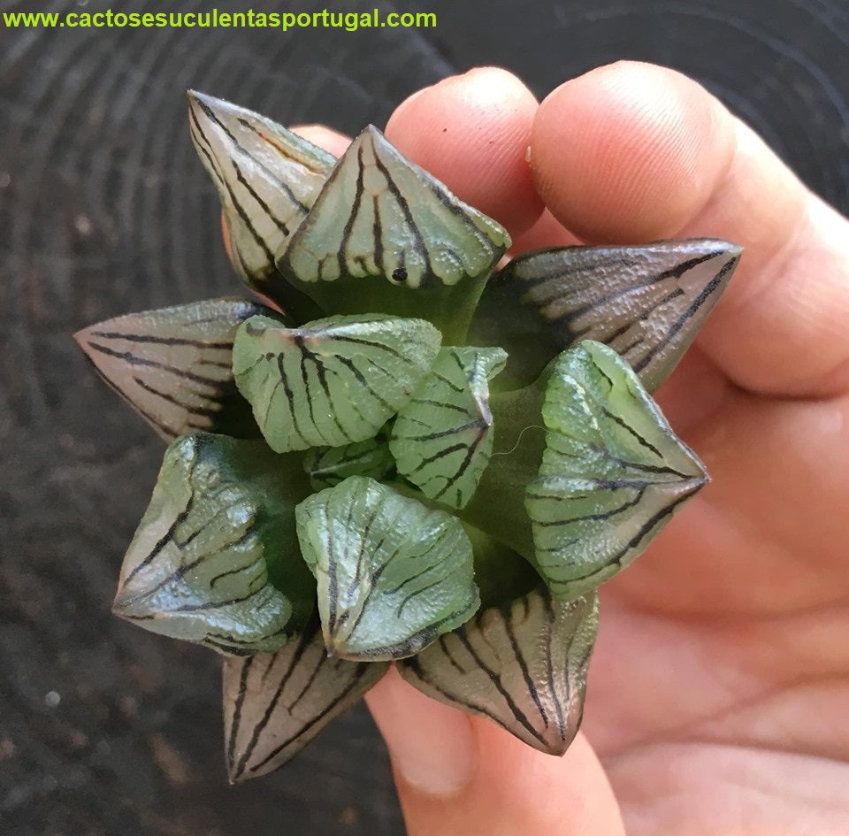 Haworthia Atrofusca Mutant