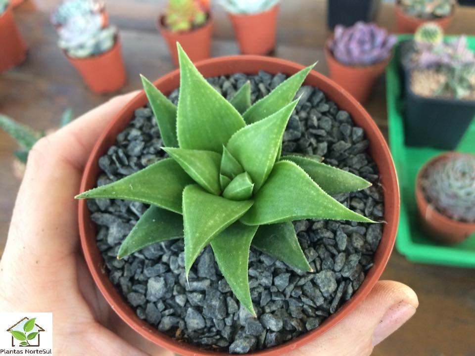 Haworthia baylisii x viscosa