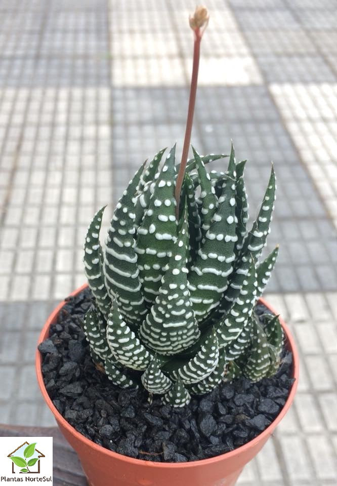 Haworthia coarctata