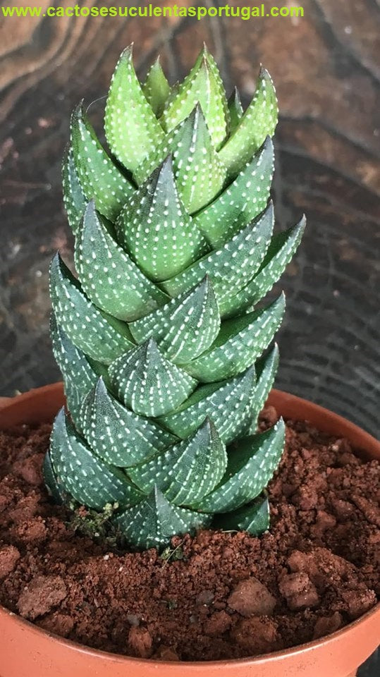 Haworthia coarctata f. chalwinii