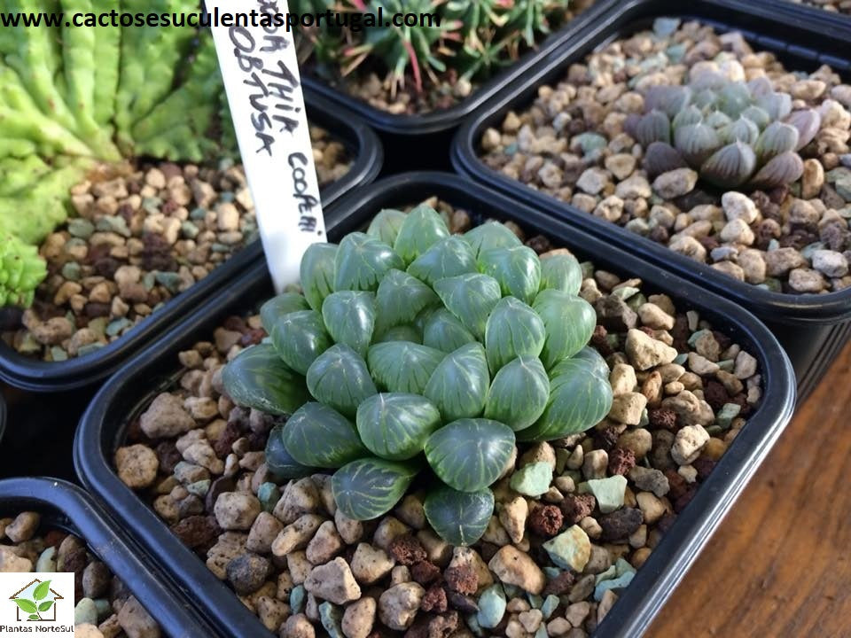Haworthia cooperi var. obtusa