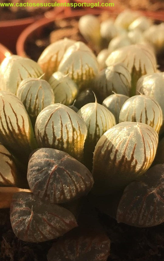 Haworthia cooperi var. obtusa