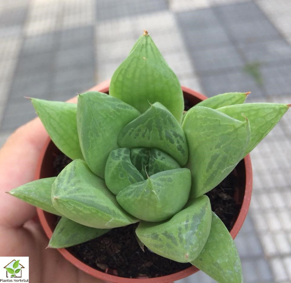 Haworthia cymbiformis