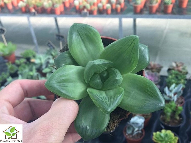 Haworthia cymbiformis