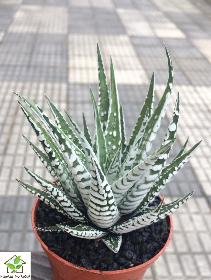 Haworthia fasciata alba 'Super Zebra'