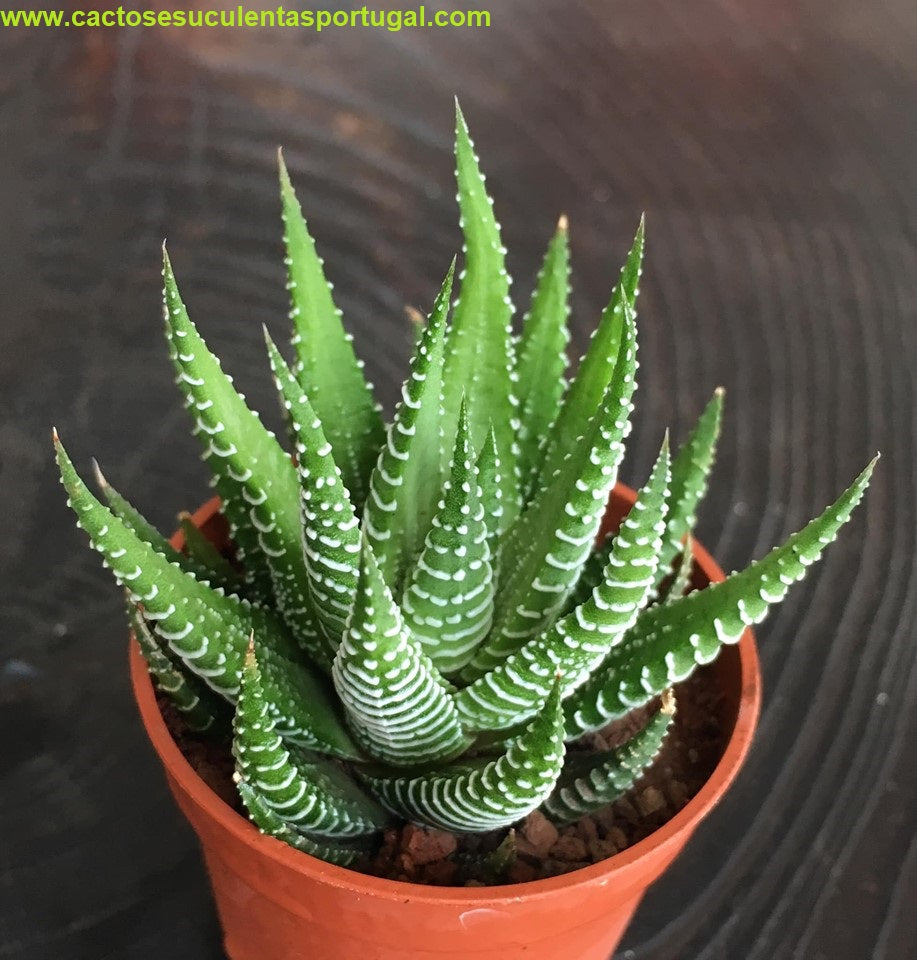 Haworthia fasciata zebra plant