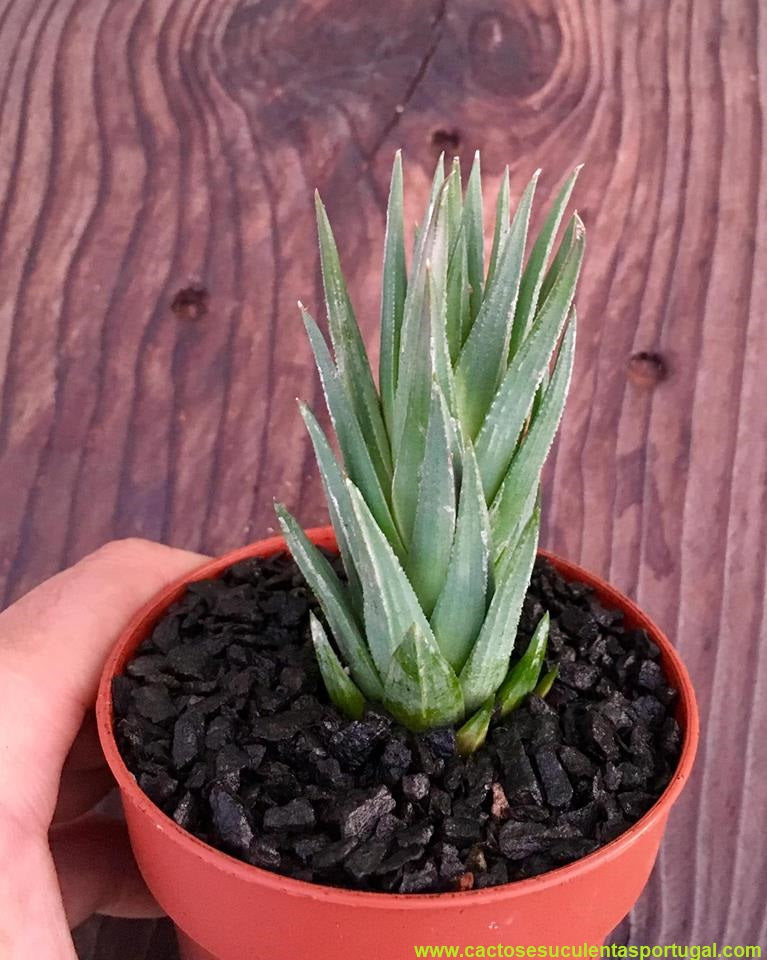 Haworthia Herrei Glauca