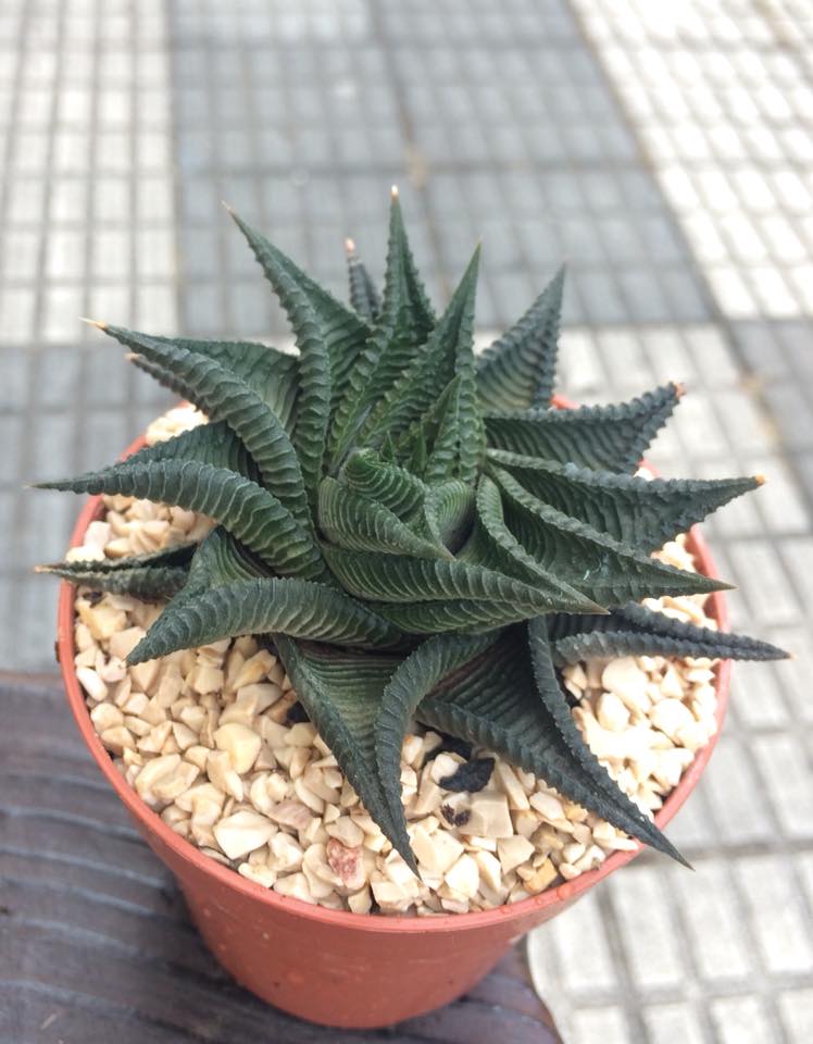 Haworthia limifolia