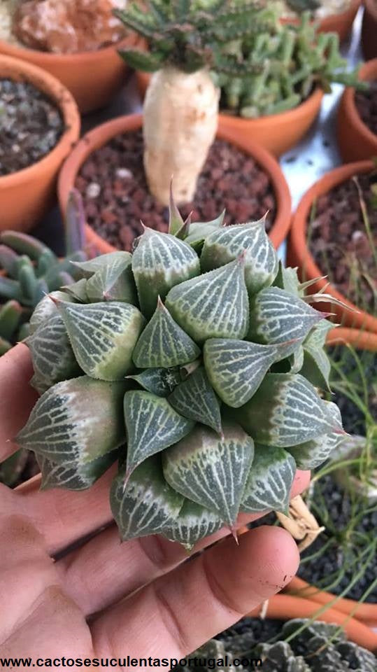 Haworthia magnifica var. acuminata